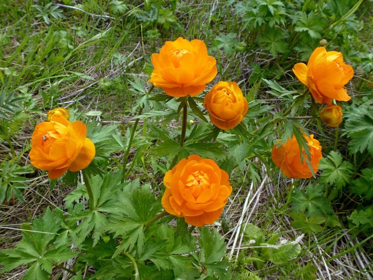 Купальница азиатская огоньки