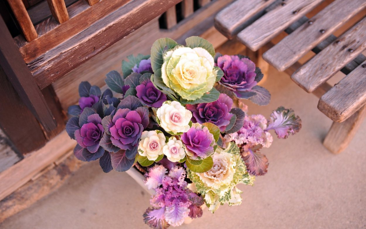 Букет из декоративной капусты