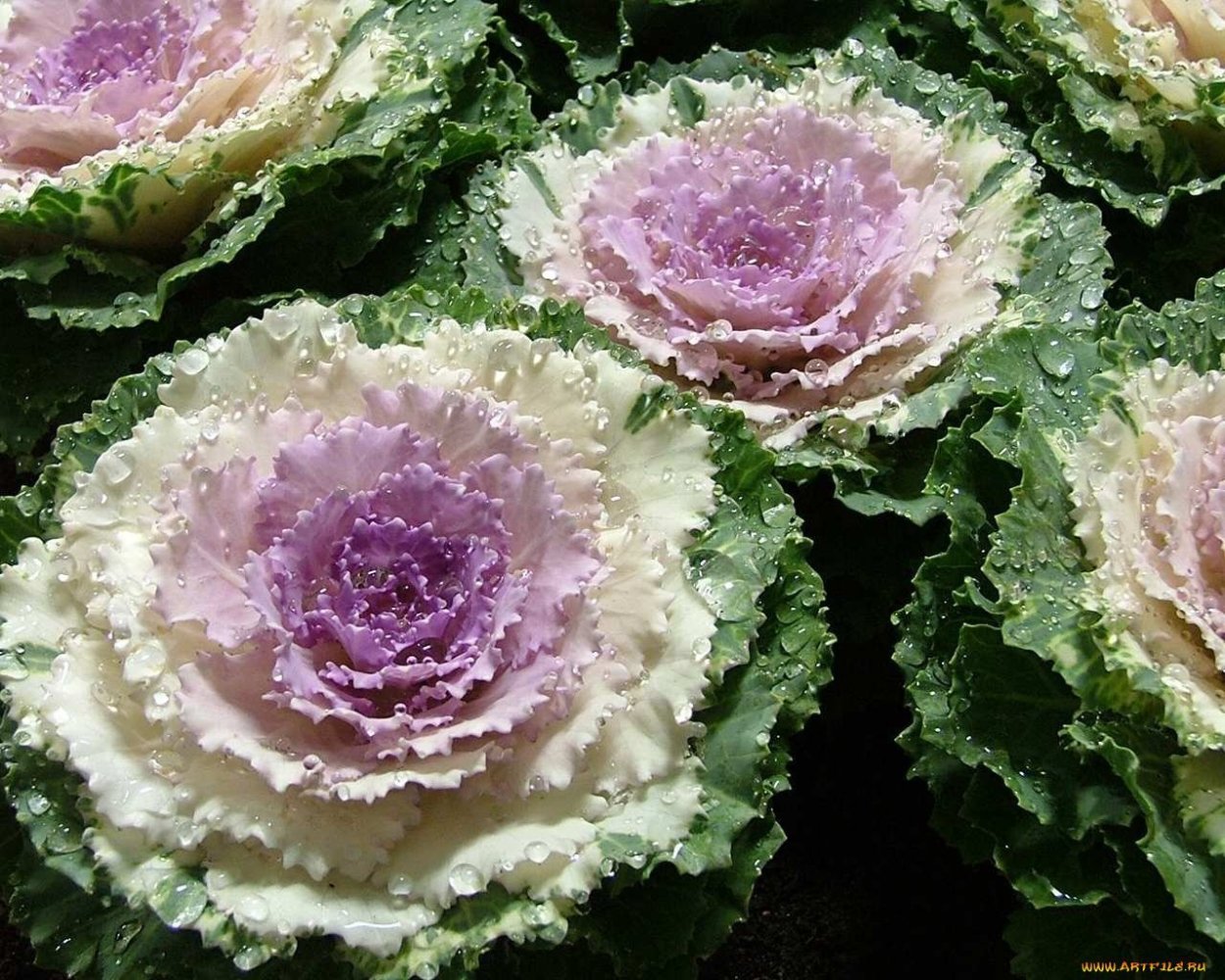 Брассика ред Крейн