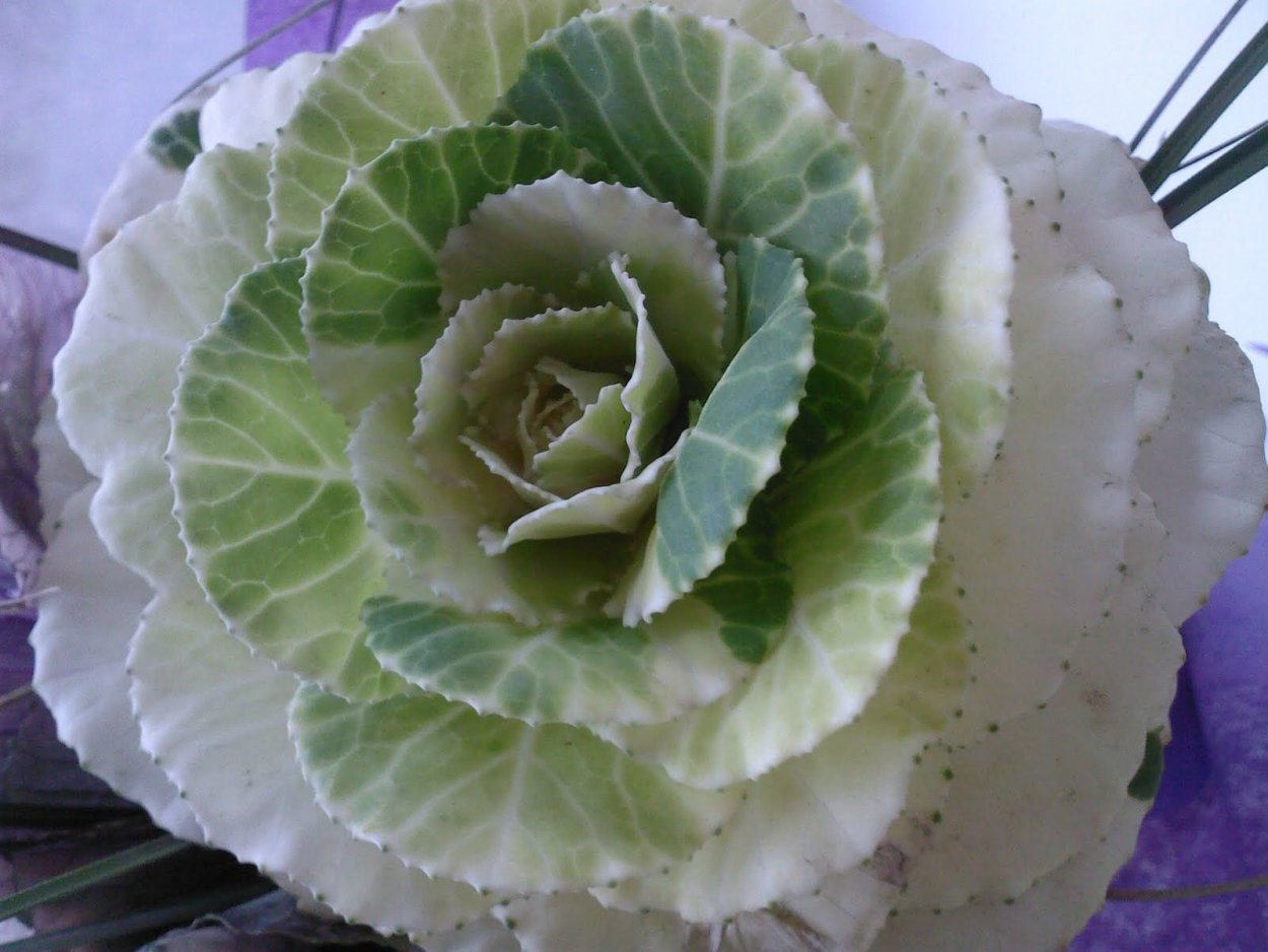 Букет из капусты