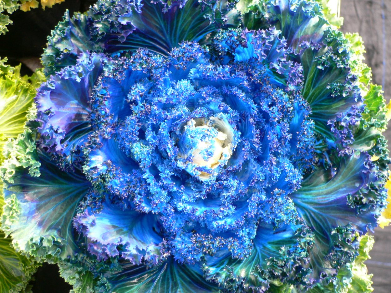 Капуста декоративная Камоме ред