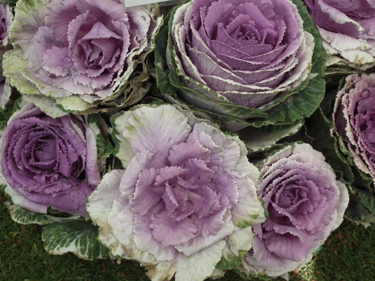 Букет из брокколи