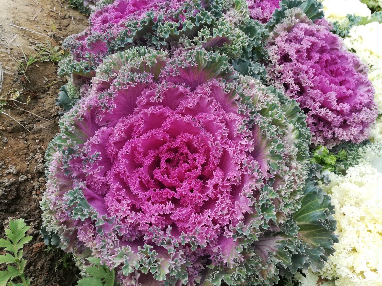 Капуста декоративная Крейн красная