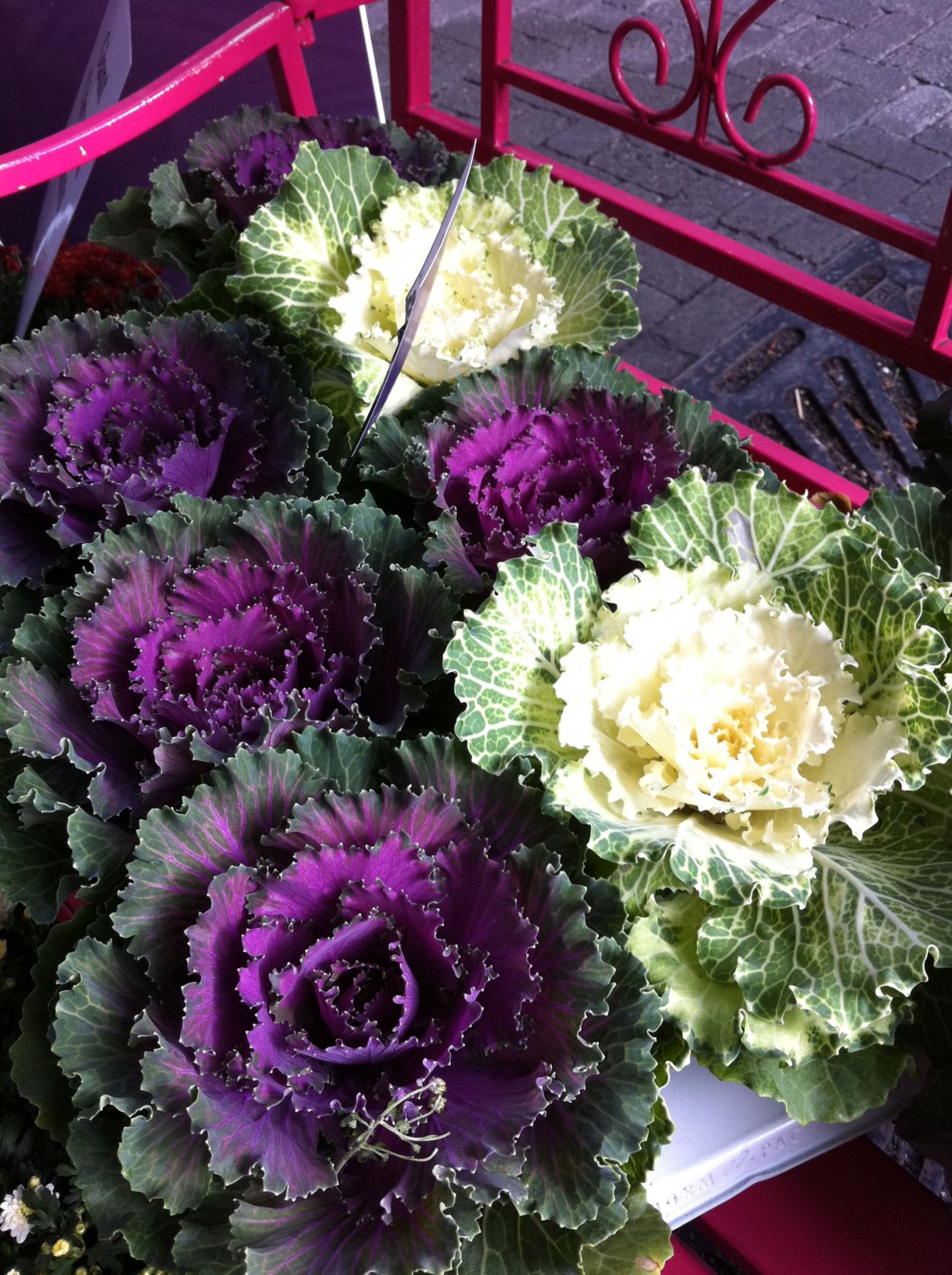 Букет с брассикой