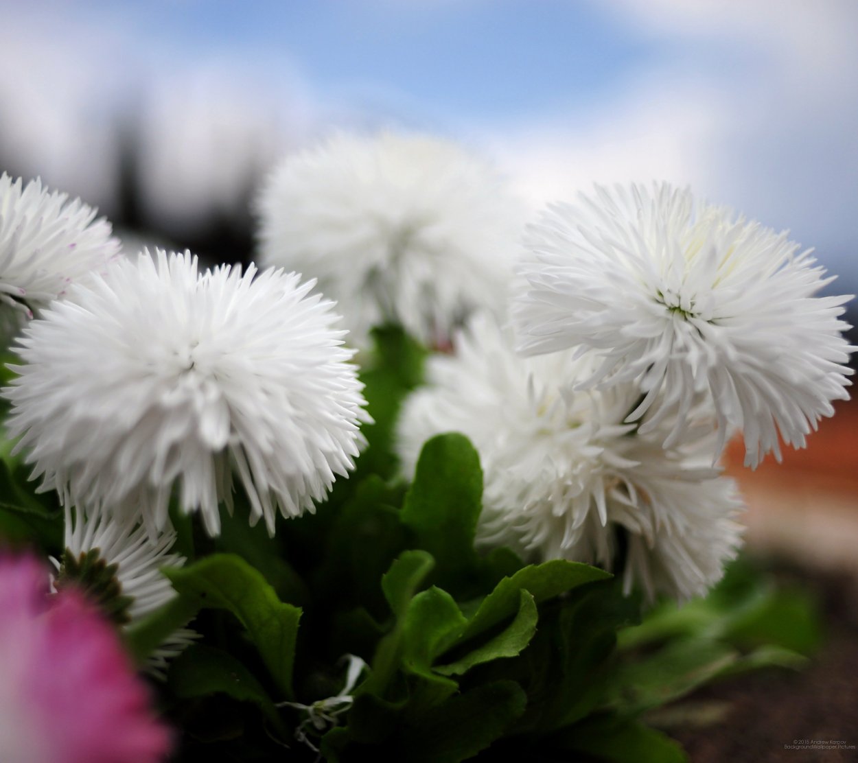 Гортензия Вайт Даймонд