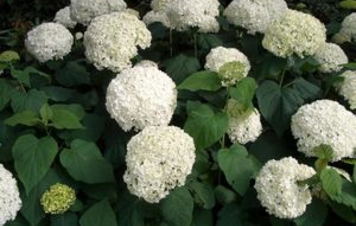 Целозия метельчатая гребенчатая