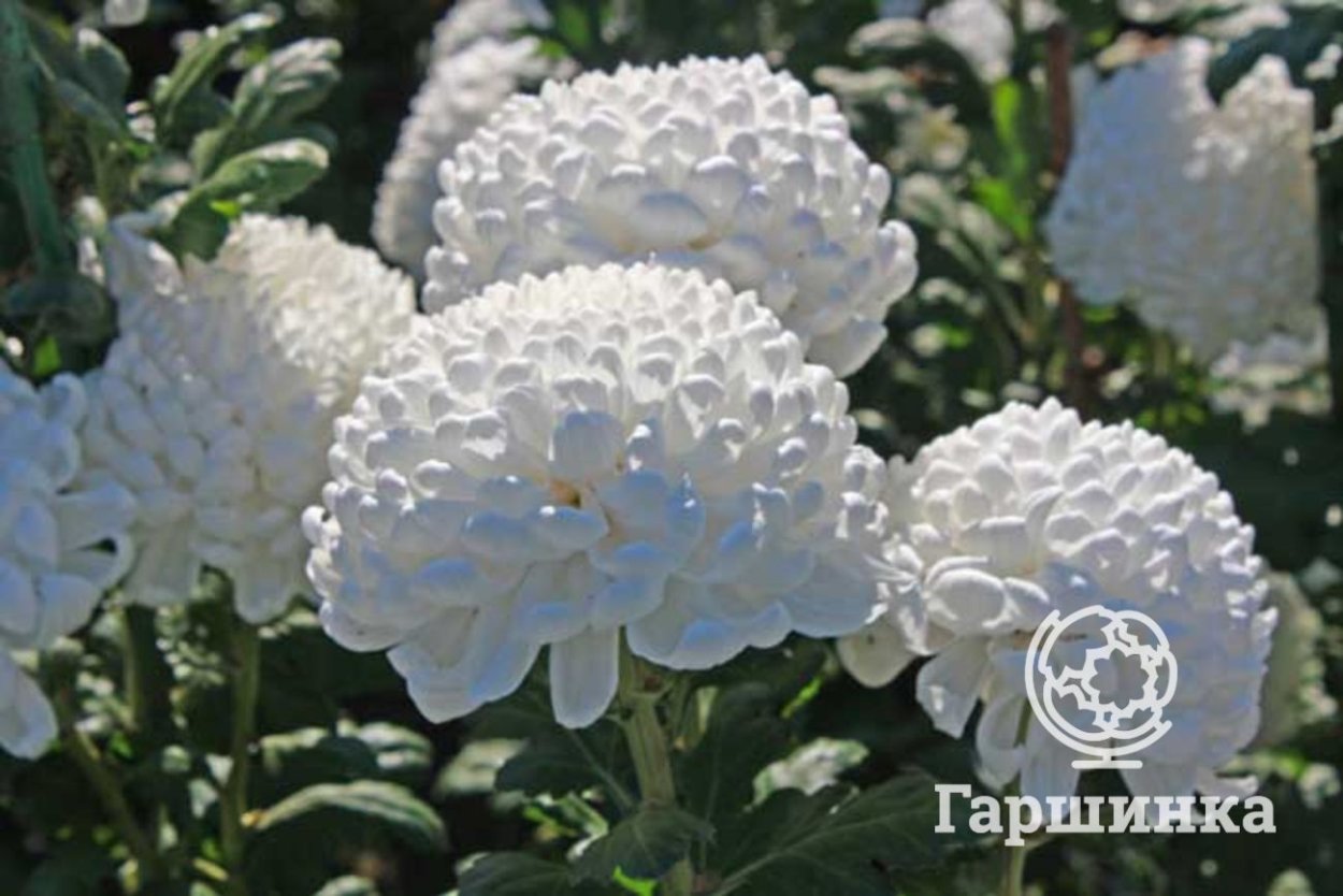 Гортензия Анабель