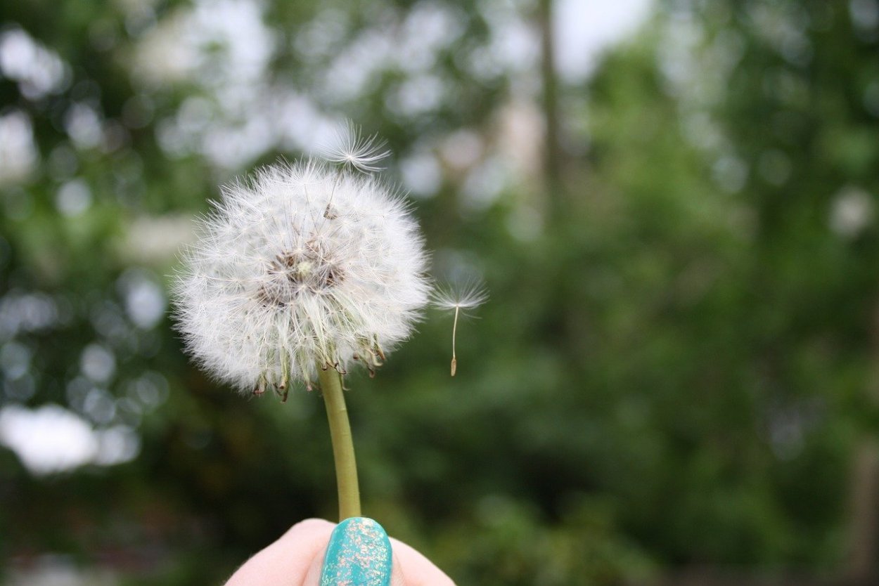 Сиреневый пушистый цветок