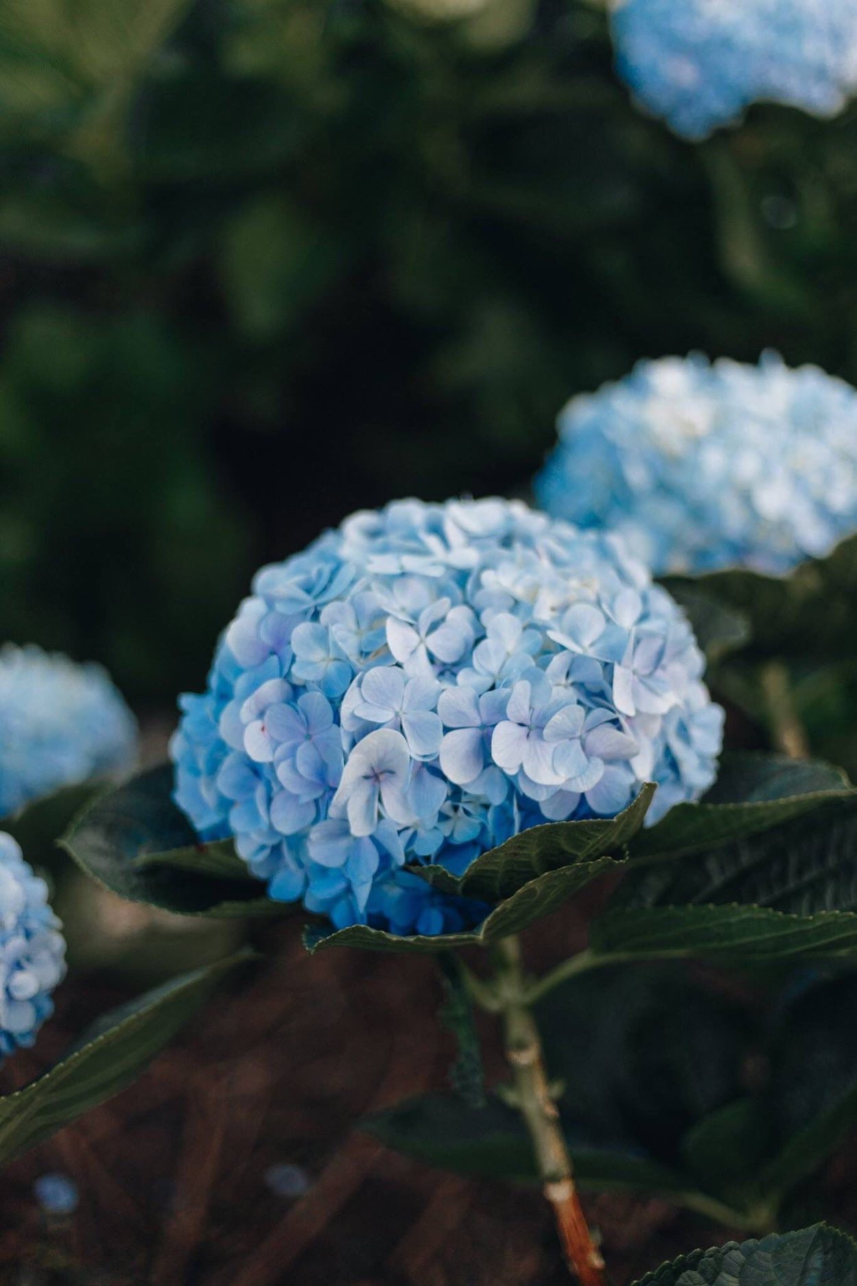 Гортензия древовидная grandiflora