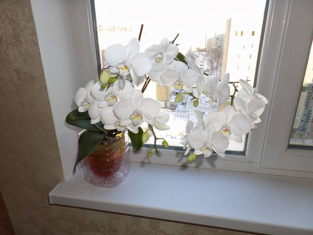 Орхидея фаленопсис на окне