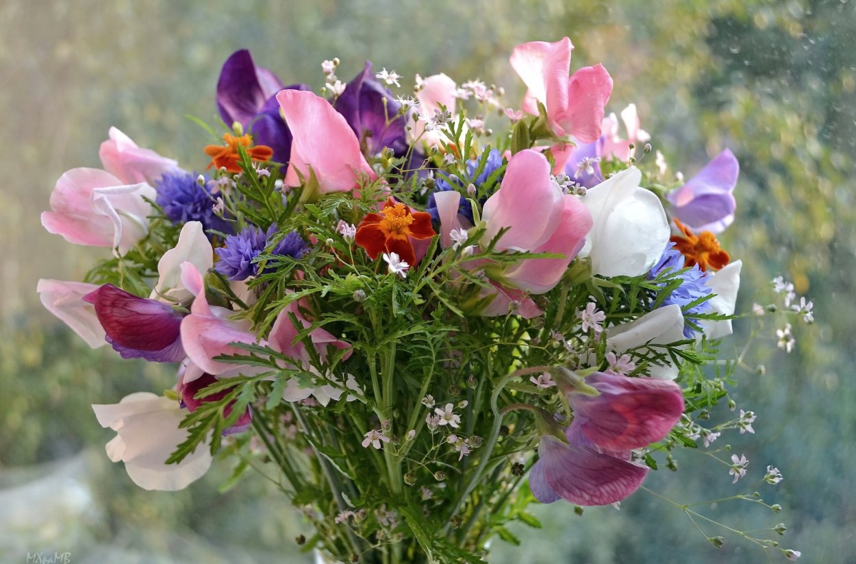 Букет ромашек на траве