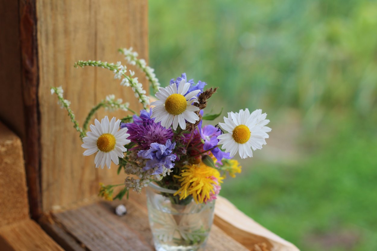 Полевые и Лесные цветы