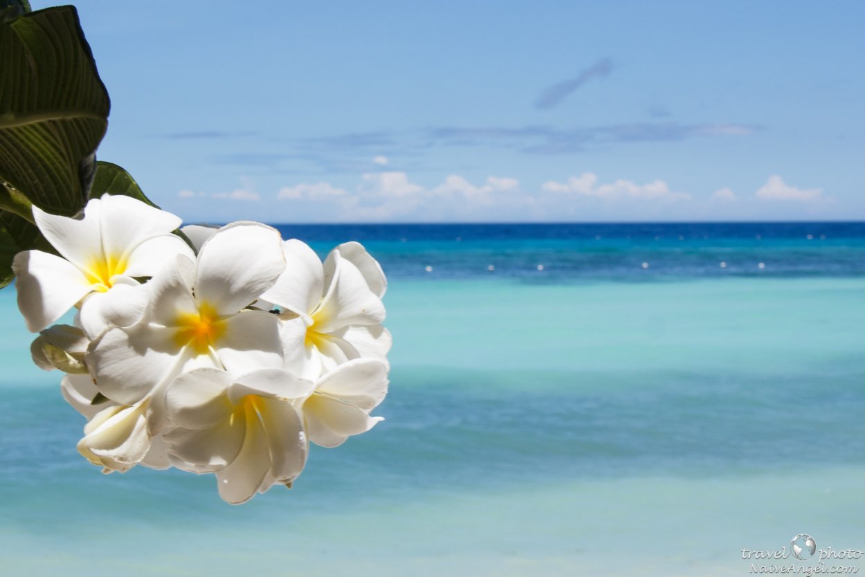 Плюмерия Мальдивы букет