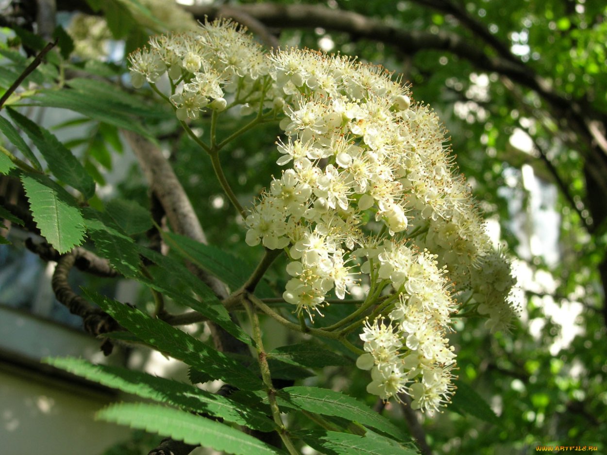 Рябина Амурская соцветие