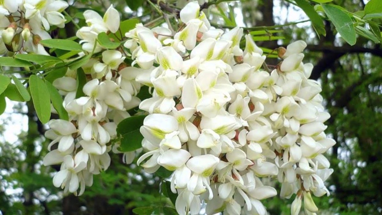 Акация белая (Робиния)