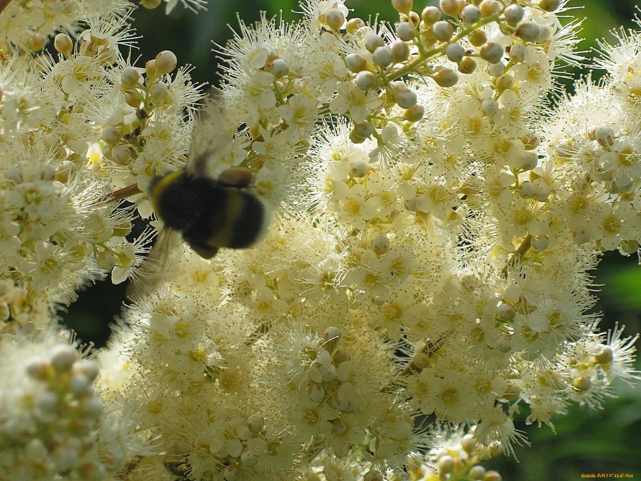 Чубушник Philadelphus coronarius