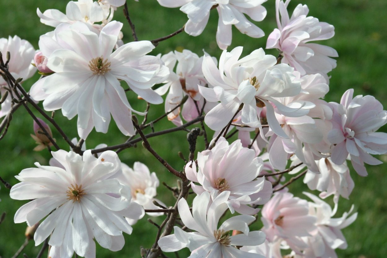 Медоносные растения черемуха