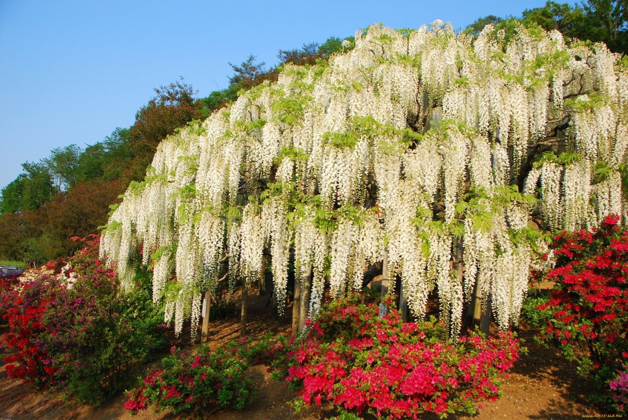 Бирючина обыкновенная (Маслиновые)