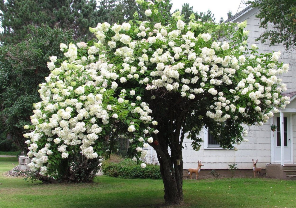 Акация белая кустарник