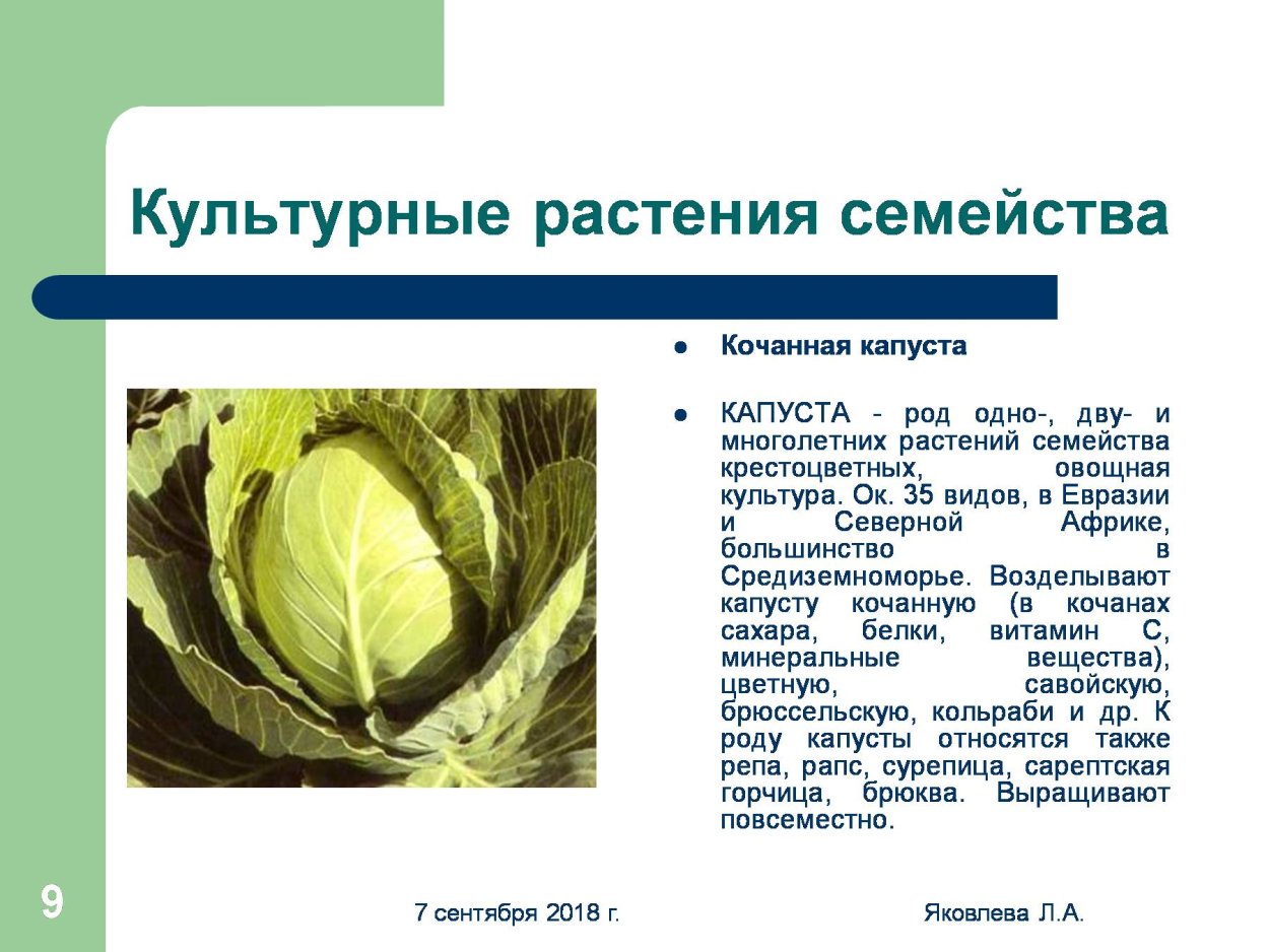 Семейства крестоцветные кроссворд. Семейство крестоцветные капуста белокочанная. Проект на тему семейство крестоцветных 6 класс. Белокочанная капуста это крестоцветное. Биология семейства крестоцветные растения.