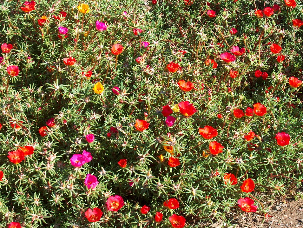 Коврик цветы портулак