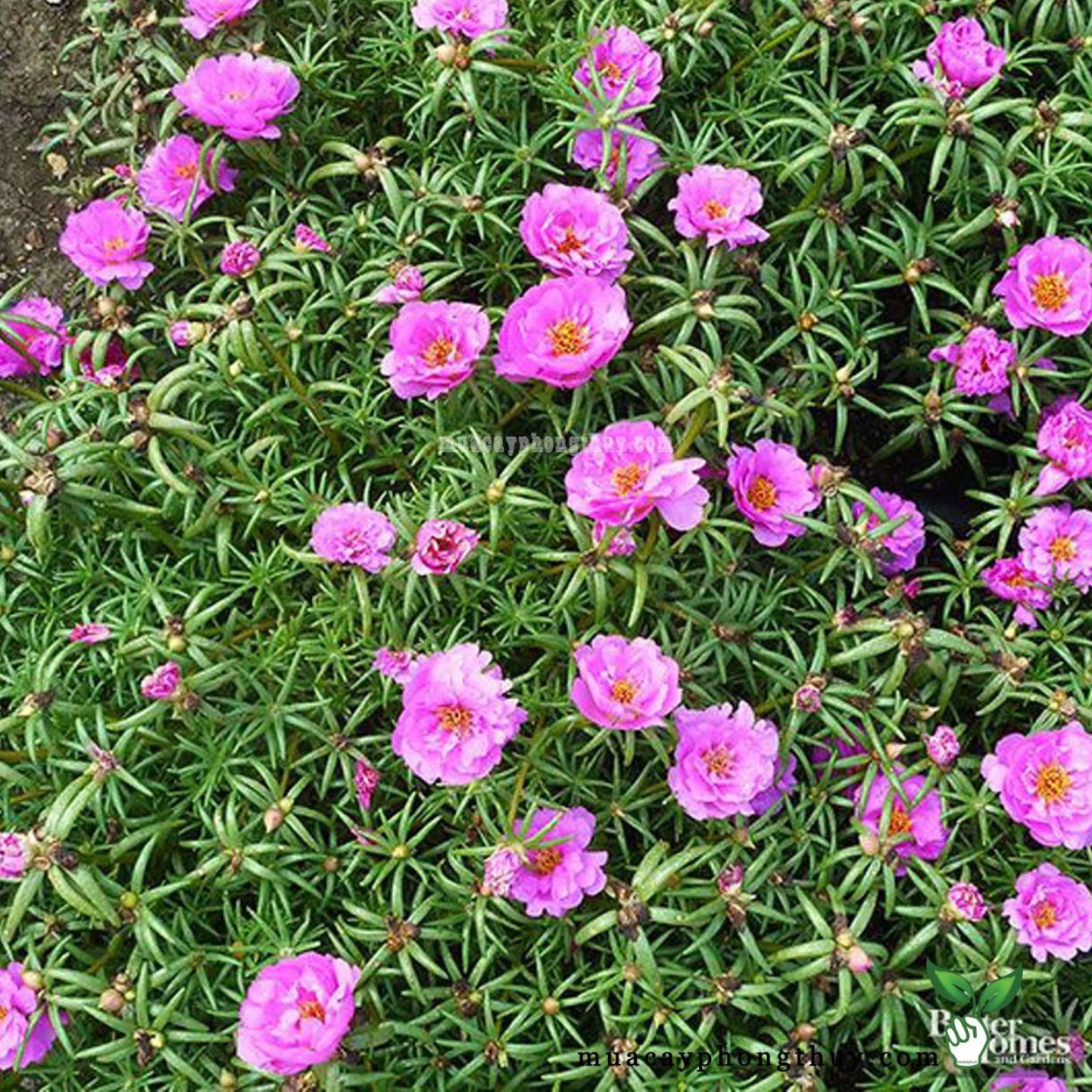 Портулак Альпийский