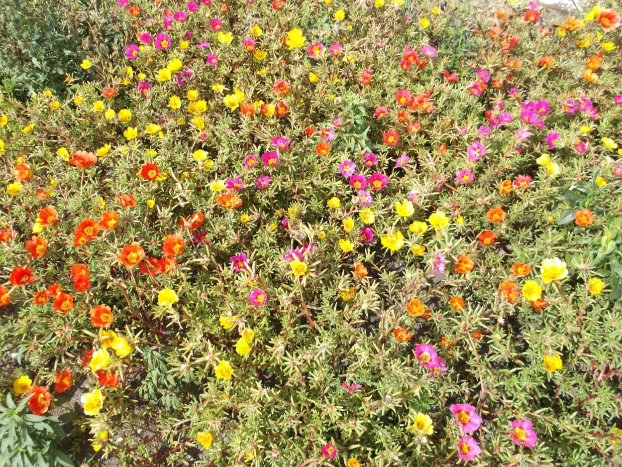 Портулак Княжеский коврик