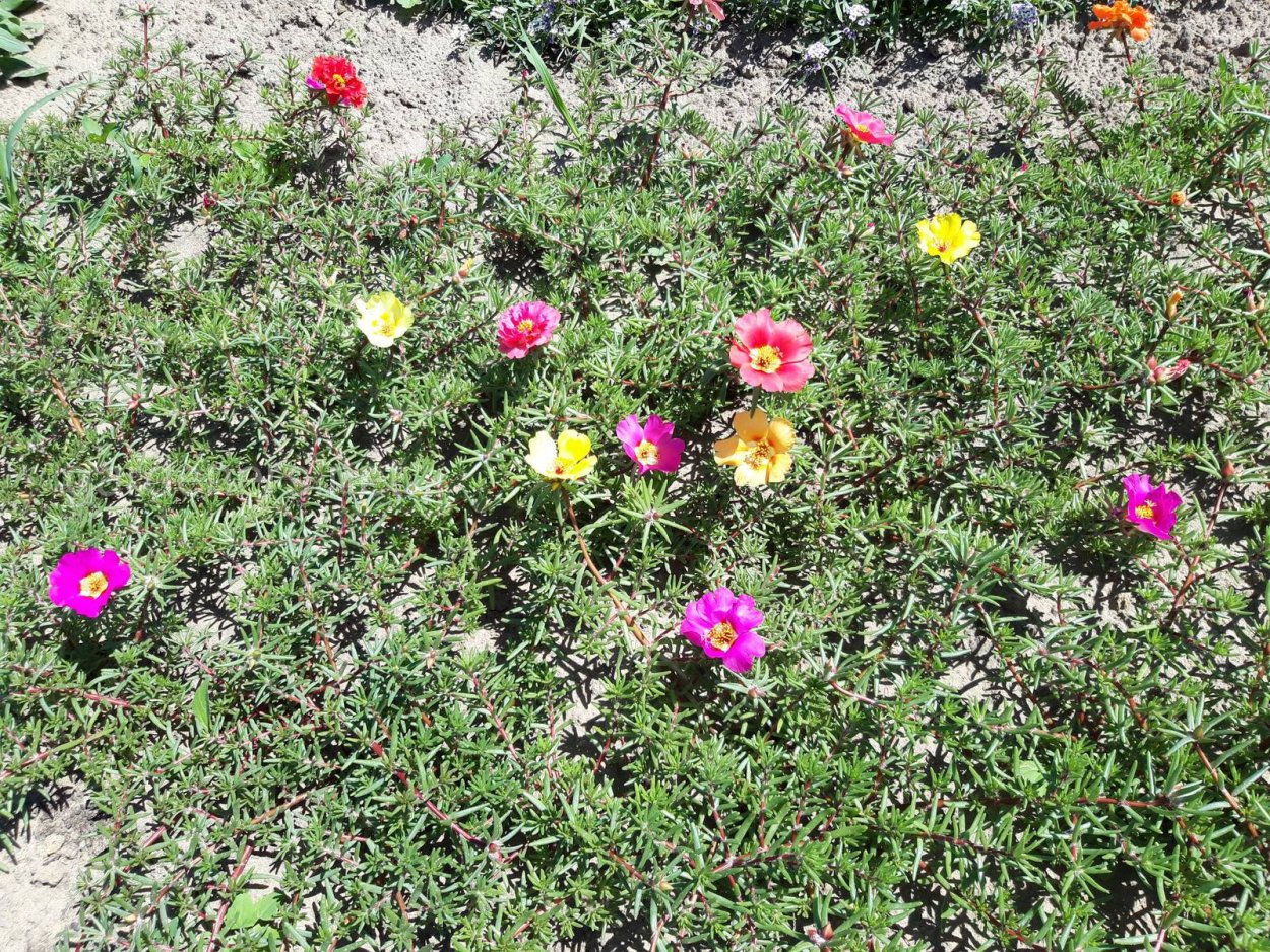 Портулак Примроза