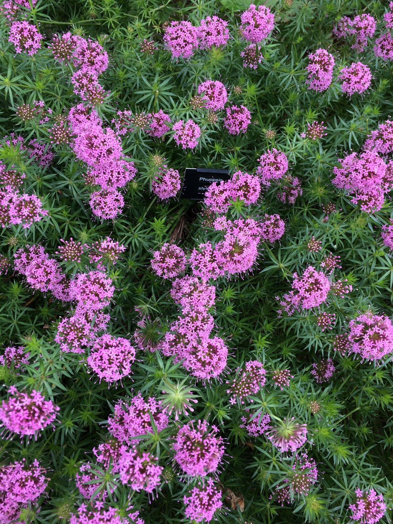 Фуопсис многолетник