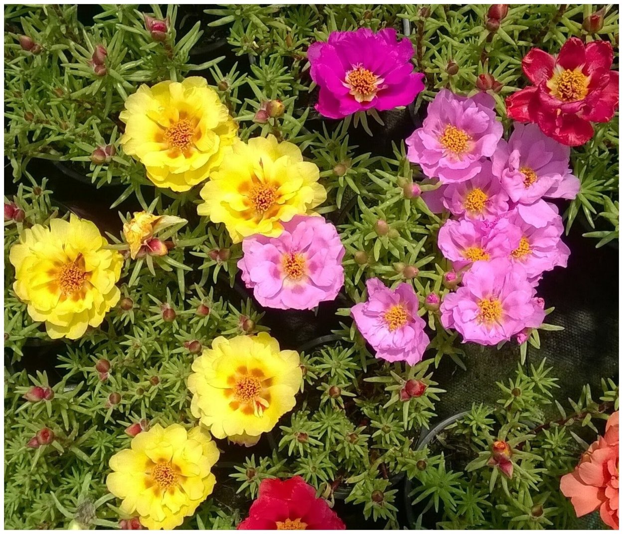 Портулак супермахровый