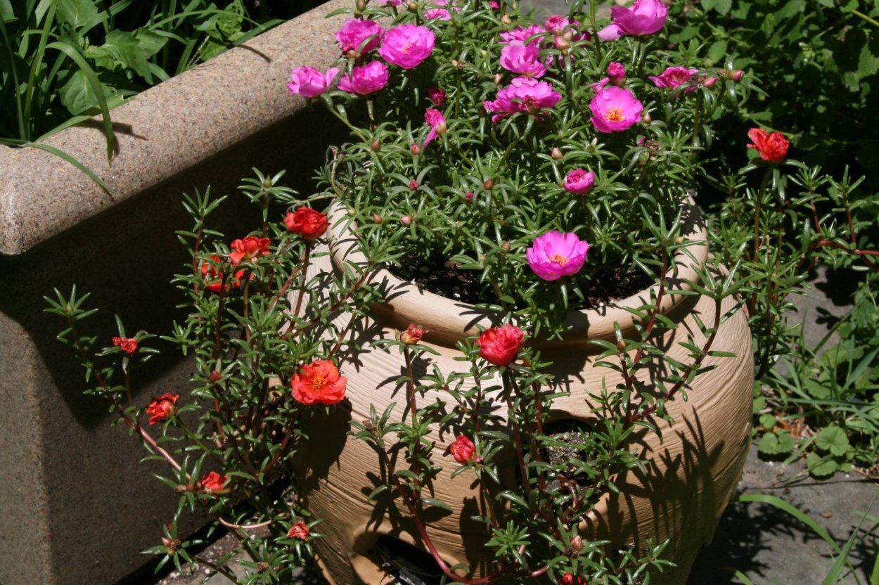 Портулак с петунией