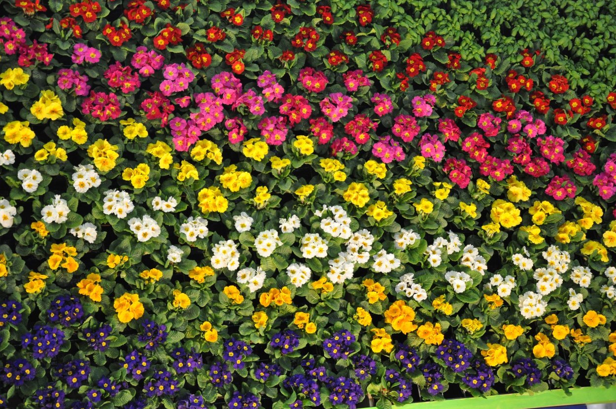 Цветы коврик