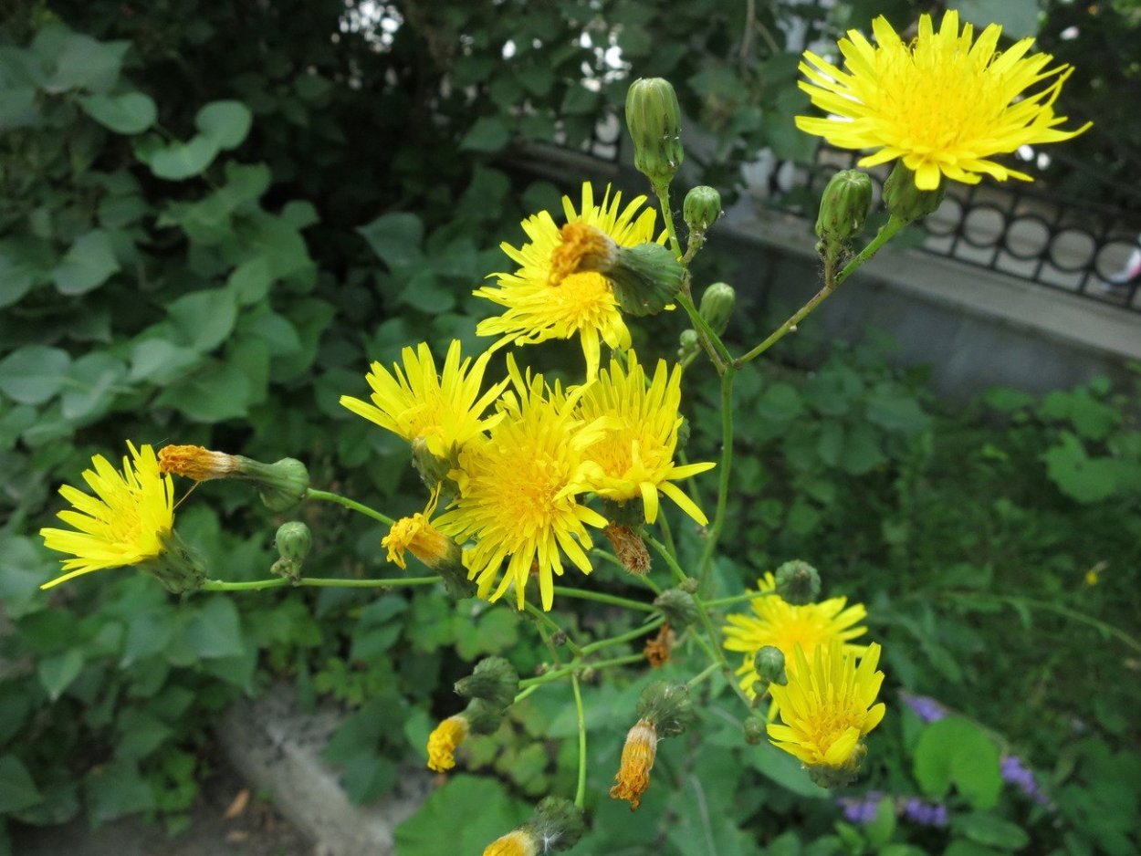 Сорняк с маленькими желтыми цветочками