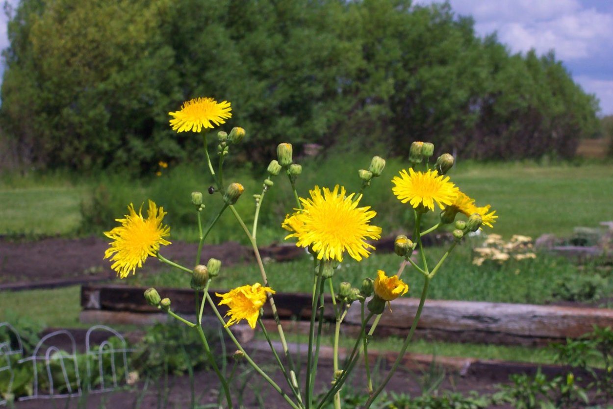 Осот полевой сорняк