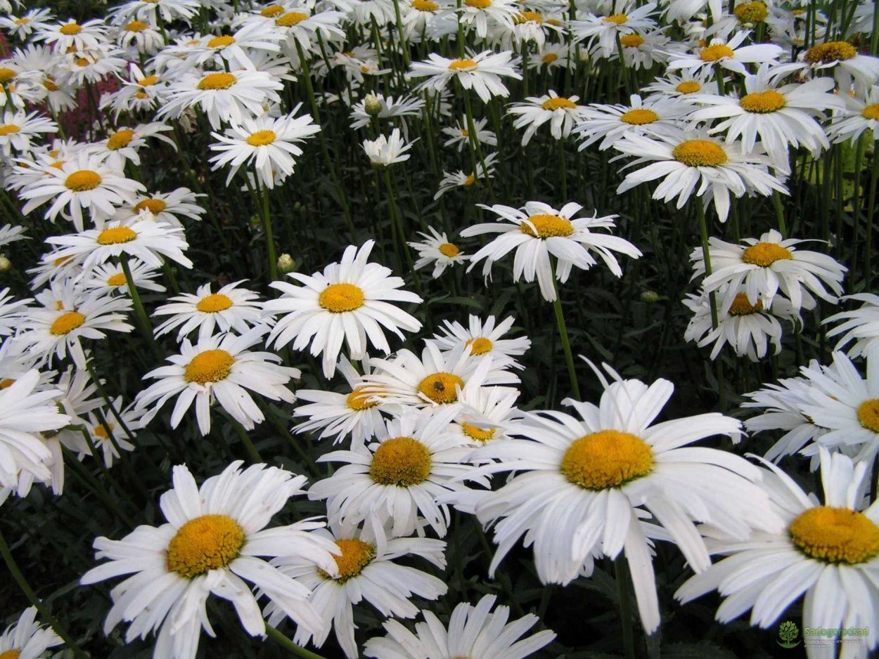 Нивяник Аляска многолетник