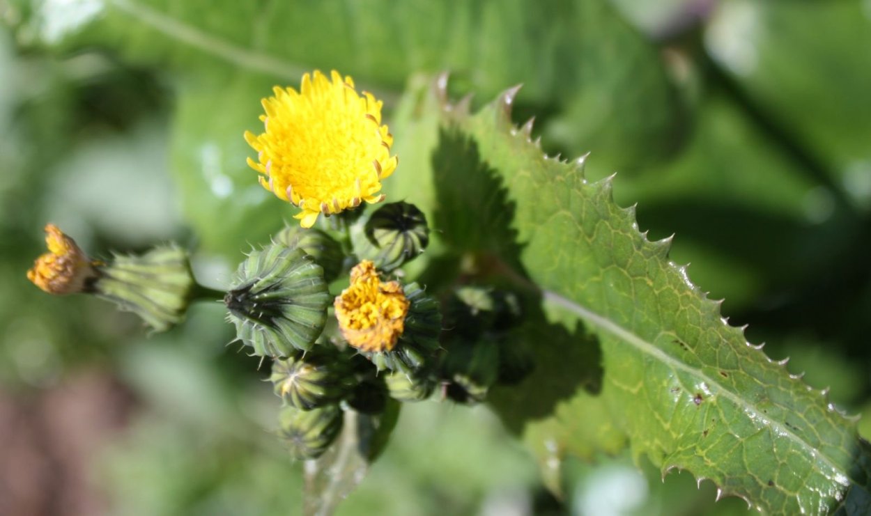 Золотарник канадский (Solidago canadensis)