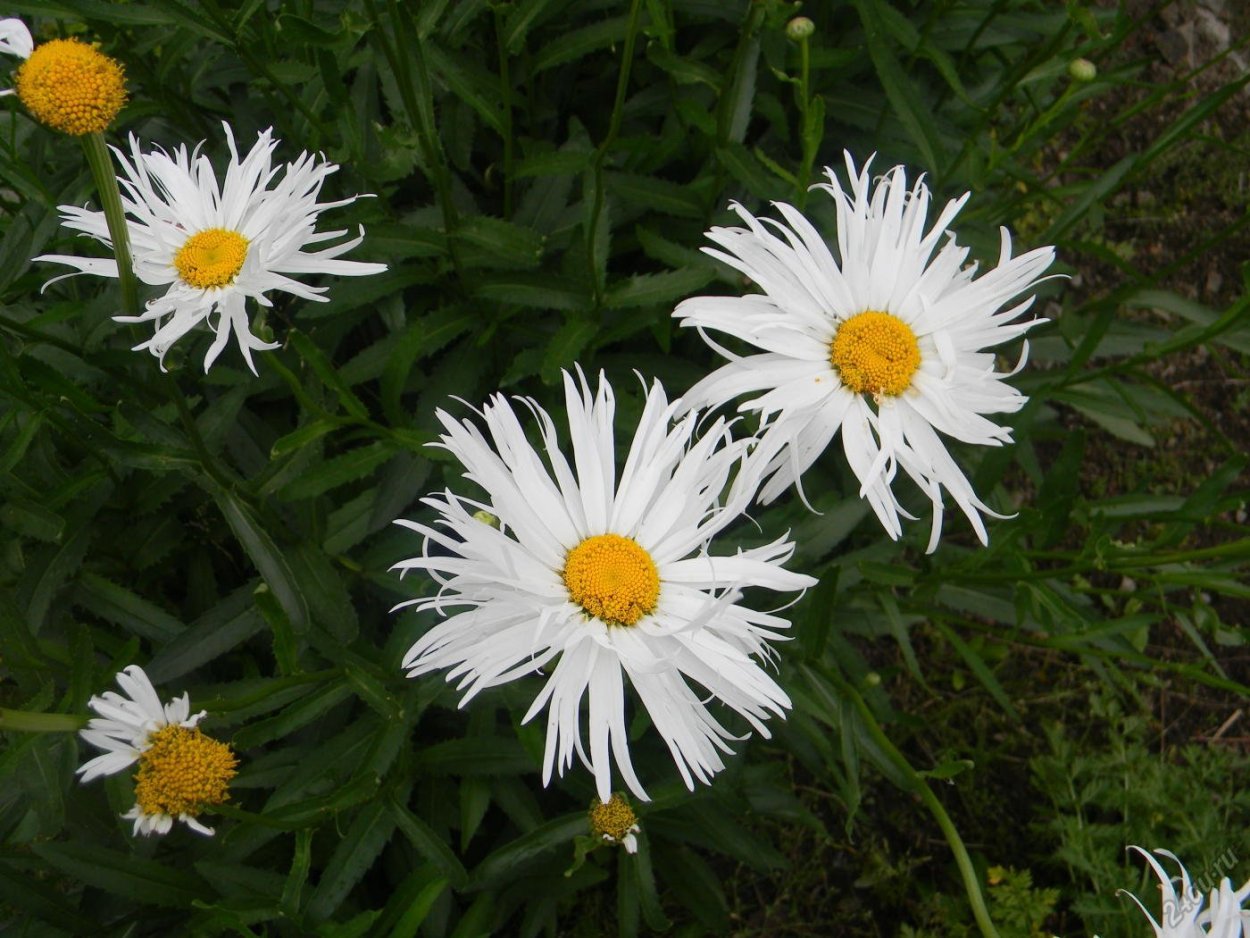 Нивяник мелколепестник