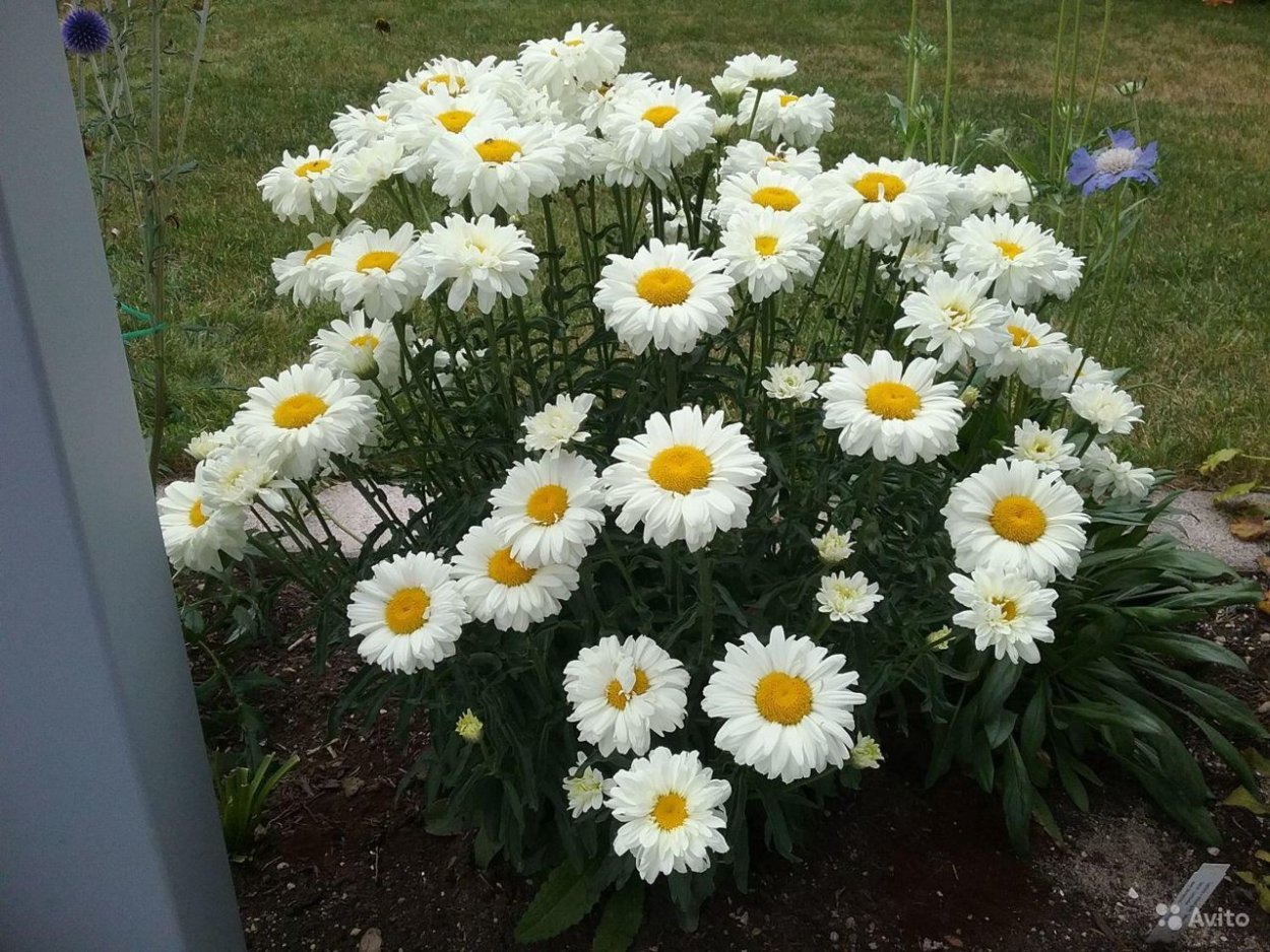 Нивяник Паладин