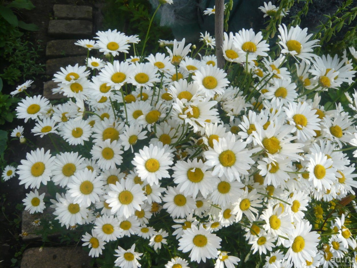 Нивяник гибридный 'Madonna'