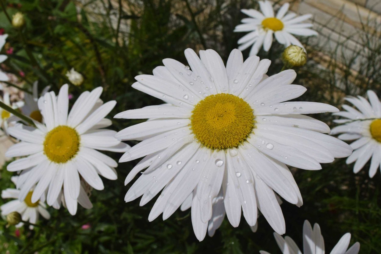 Нивяник Сноу кэп