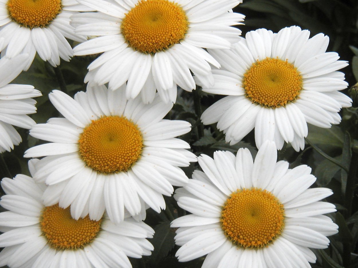 Нивяник Сноу леди