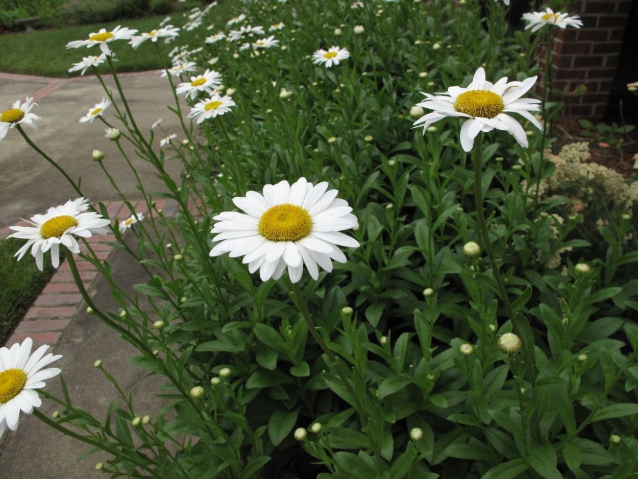 Нивяник балет