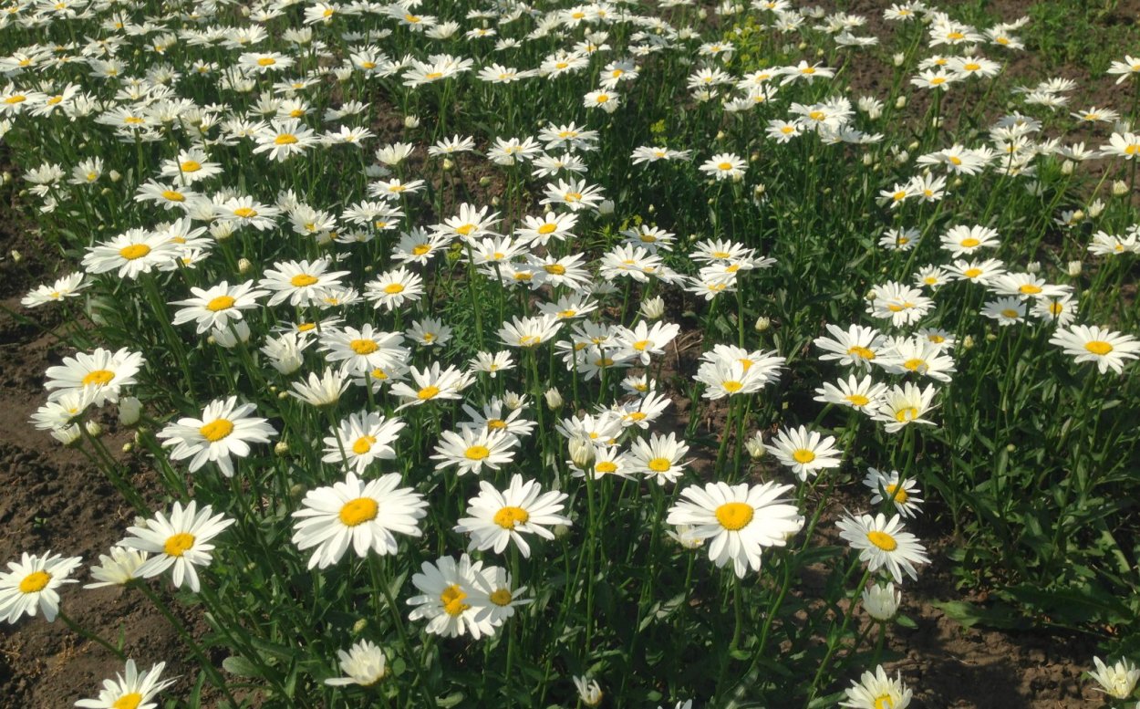 Нивяник Аляска многолетник