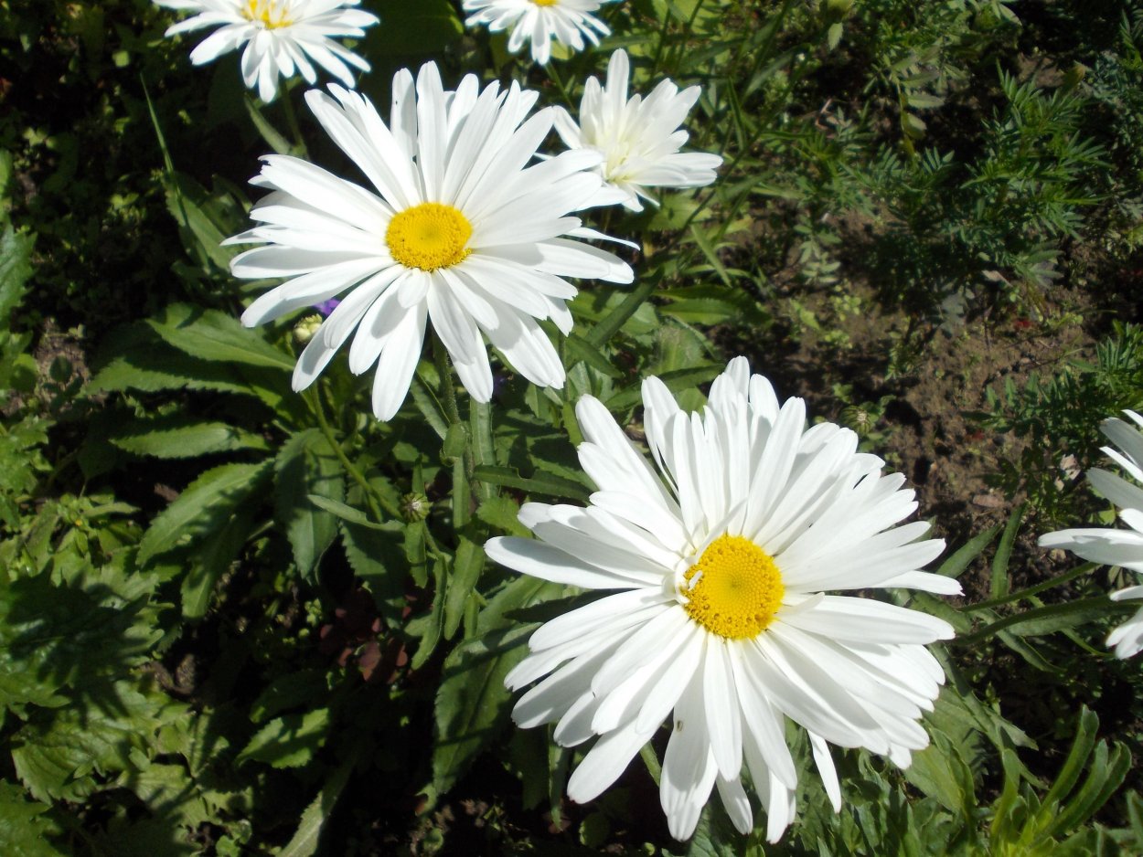 Нивяник великолепный Олд корт Верайети