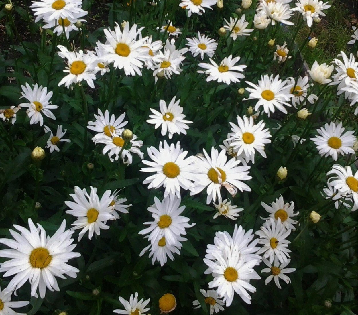 Нивяник Аляска многолетник