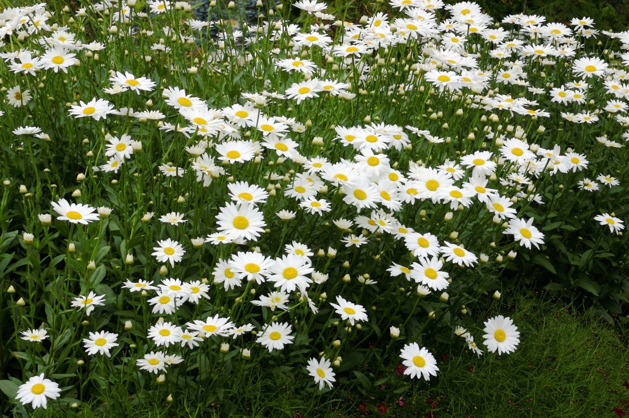 Нивяник Мадонна