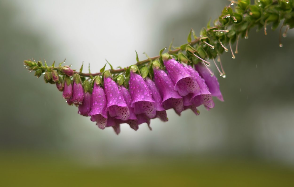 Наперстянка 'Sugar Plum'