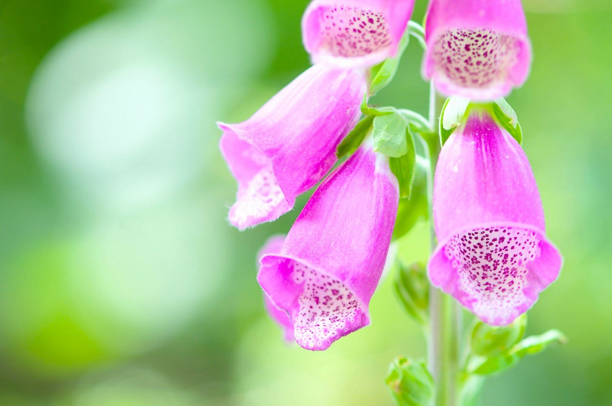 Digitalis. Дигиталис (наперстянка).