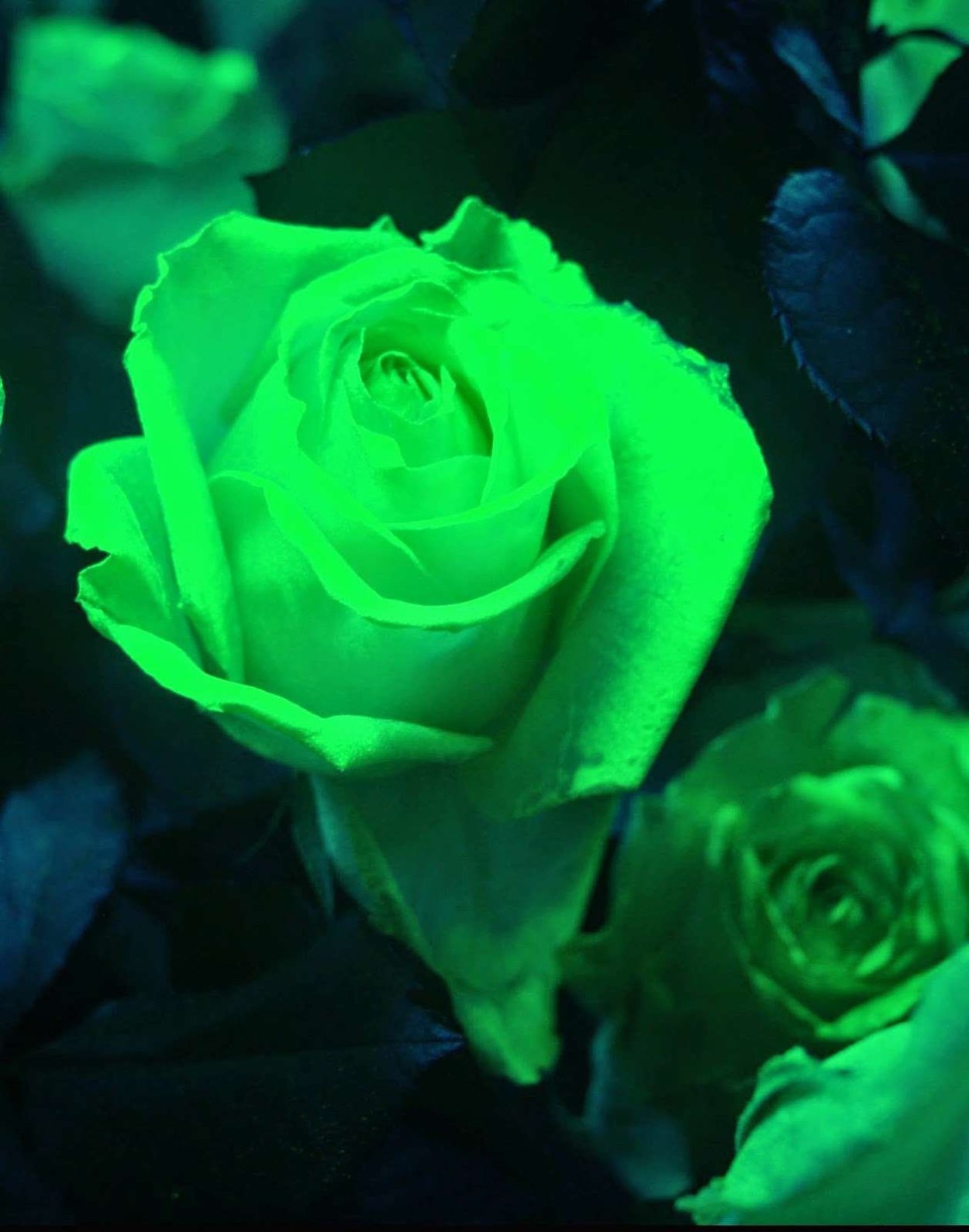 Светящиеся цветы в темноте