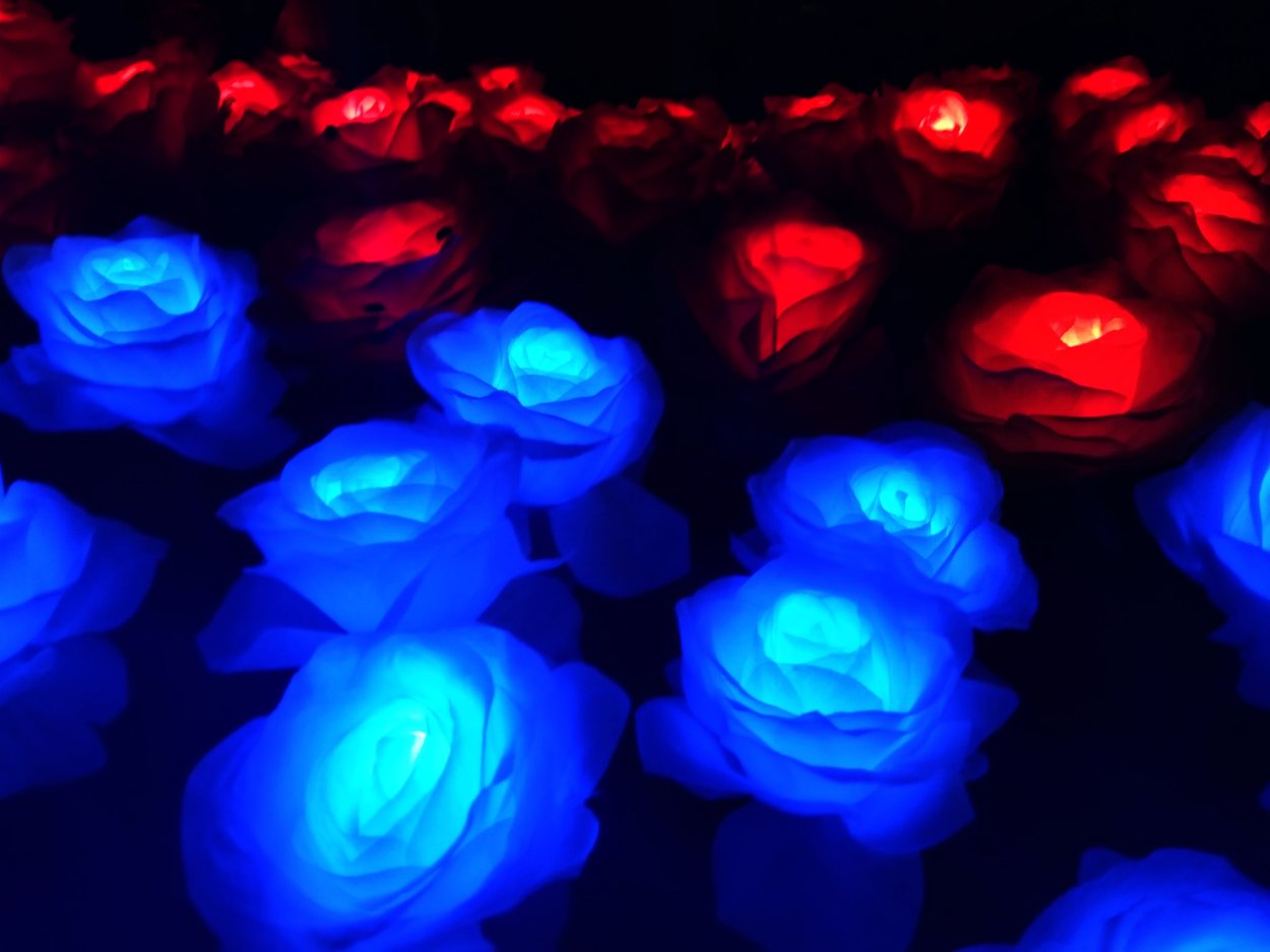 Цветы которые светятся в темноте